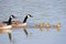 Canada Goose Family Swim