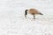 Canada goose feeding in park