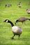 Canada goose in field with other geese