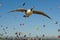 Canada Goose in Flight