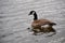 Canada Goose floating on water, Branta canadensis,