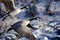 Canada Goose Flying Across the Snowy Winter Terrain