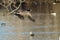 Canada Goose Flying Low Over the Autumn Wetlands