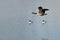 Canada Goose Flying Past Two Common Goldeneye Ducks