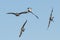 Canada Goose Flying Upside Down as The Flock Prepares to Land