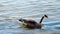 Canada Goose and gander and gossling swimming near lake shore water.