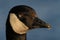 Canada Goose glaring with eye partially closed