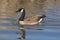 Canada goose among golden reflections