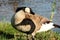 Canada Goose with Goose Head Shadow on Body