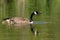 Canada Goose with Gosling  701091