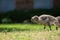 Canada goose gosling feeding