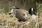 Canada Goose Gosling getting comfortable