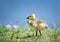 Canada goose gosling by a lake in spring