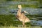 Canada Goose Gosling at Overlook Park