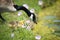 Canada goose gosling in pink spring flowers