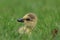 Canada Goose Gosling Resting in the Grass