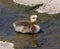Canada goose gosling resting in shallow water