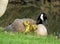 Canada Goose with Gosling Under Her Wing