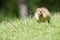 Canada goose gosling walking and eating