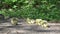 Canada Goose Goslings