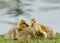 Canada Goose Goslings