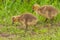 Canada Goose Goslings