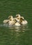 Canada Goose Goslings