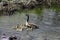 Canada Goose and Goslings & x28;Branta canadensis& x29;