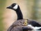 Canada goose goslings peaking their heads out under the wing of