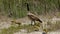 Canada goose with goslings on shore next to waterway