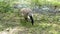 Canada Goose grazing on Grass