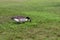 Canada goose grazing in green grass of a public park