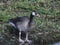 Canada Goose and Greylag Goose hybrid