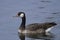 Canada Goose and Greylag Goose hybrid