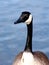 Canada goose head close-up