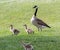 Canada Goose And Her Goslings