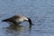 Canada Goose impersonating an Ostritch