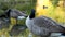 Canada goose on the lake