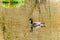 Canada Goose in a lake near Chilliwack, British Columbia, Canada