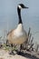 Canada goose on lake shore