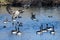 Canada Goose Landing Among Friends on the Blue Pond Water