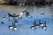 Canada Goose Landing Among Friends on the Still Blue Pond Water