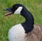 Canada goose is a large wild goose species with a black head and neck,