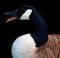 Canada goose is a large wild goose species with a black head and neck,