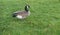 Canada Goose On Lawn