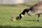 Canada Goose with litter child