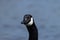 Canada Goose looking beyond camera