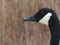 Canada Goose Looking to the Left, Seen in Profile in a Marsh