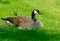 Canada Goose mother, babies, and butterfly