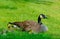 Canada Goose mother, babies, and butterfly